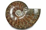 Polished Ammonite (Cleoniceras) Fossil - Madagascar #283307-1